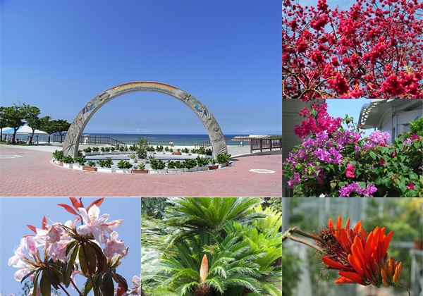懐かしい沖縄の樹木・花々