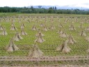 稲刈り後の田んぼ