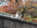 小春日和のネコ