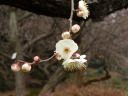 ウメ(長寿)