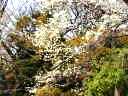 乱舞する白いコブシの花
