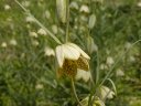 ユリ科に属する中国原産の薬用植物、バイモ
