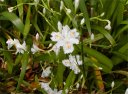 一日しかもたない神秘的なシャガの花
