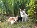 ３匹の子猫