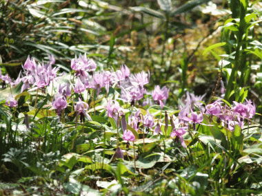 春の妖精 カタクリの花